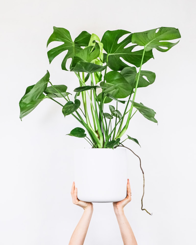 Plant watering
